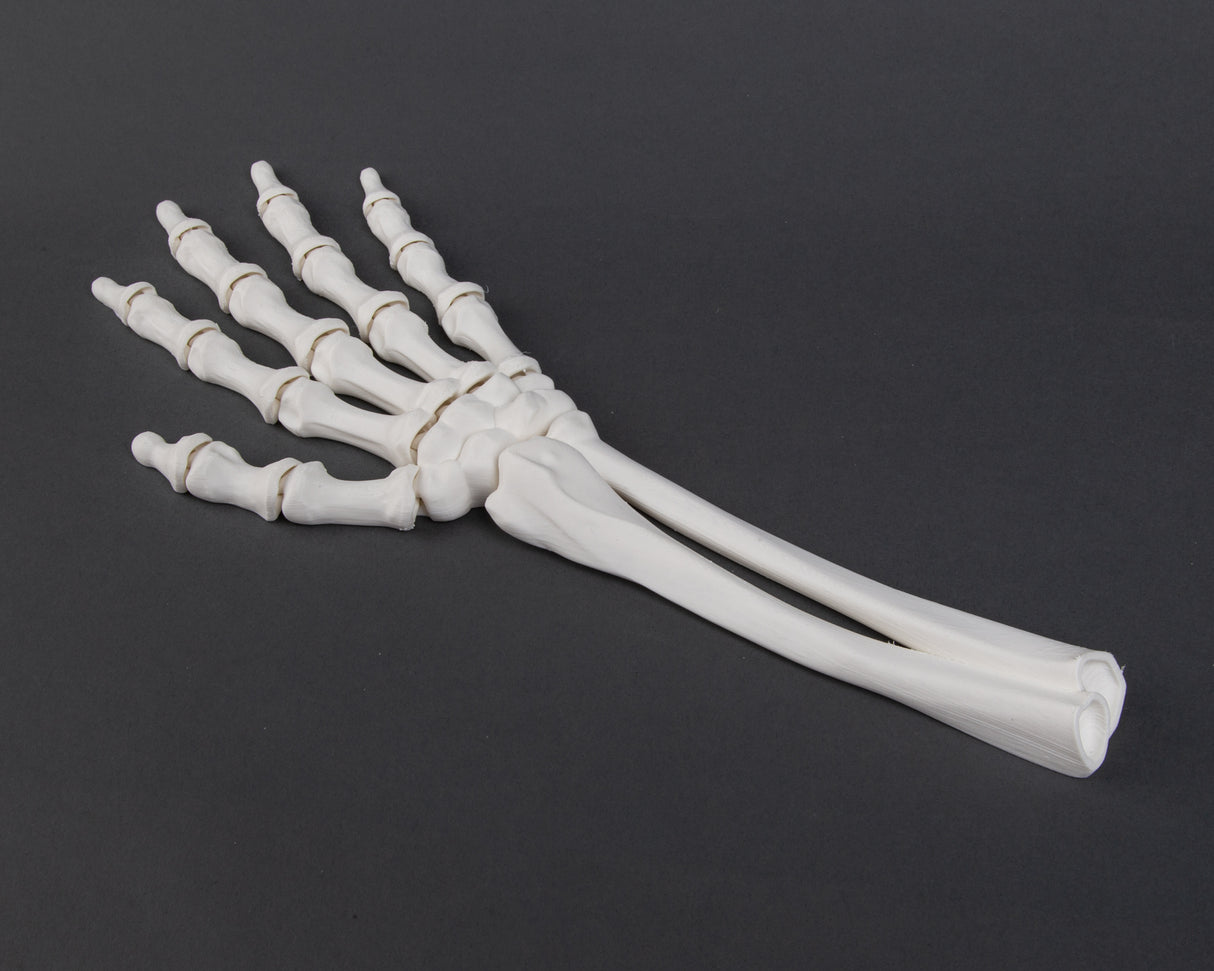 Flexi Factory Skeleton Arm 3D Printed Full Size Arm